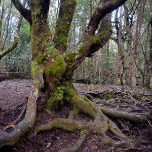 Les arbres centenaires...