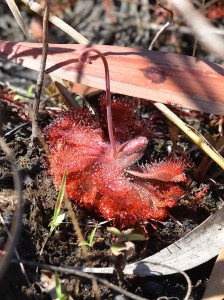 Drosera