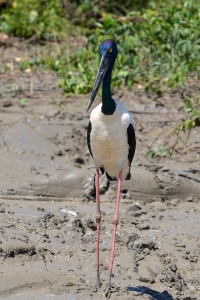 Jabiru