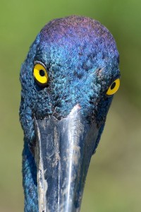 Jabiru yellow eyes