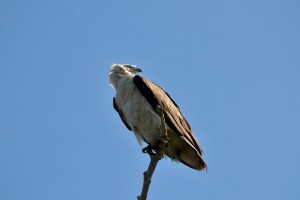 Sea Eagle