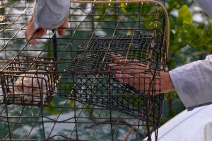 On s'assure que le crabe peut rentrer dans le piège.