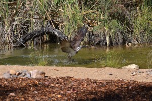 Osprey