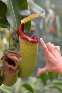 nepenthes