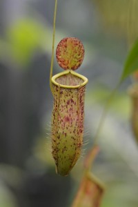 nepenthes