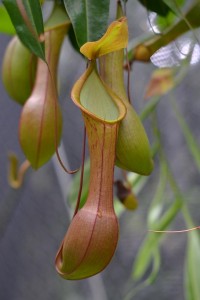 nepenthes