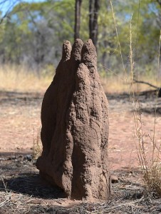 termite mound