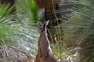 wallaby