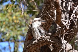 kookaburra