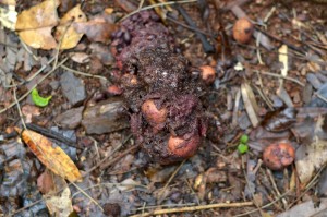 après digestion