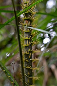 daintree forest