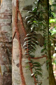 daintree forest