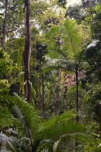 rainforest