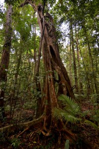 rainforest