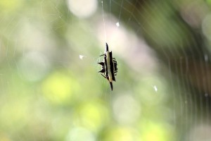 spider