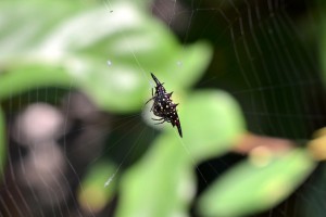 spider