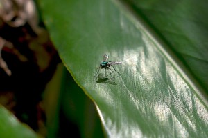fly