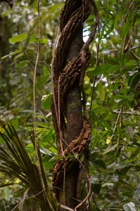 forêt tropicale